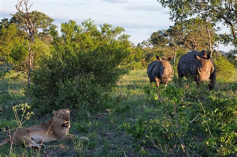 A Lioness Panthera Leo Rests In The License Image Lookphotos