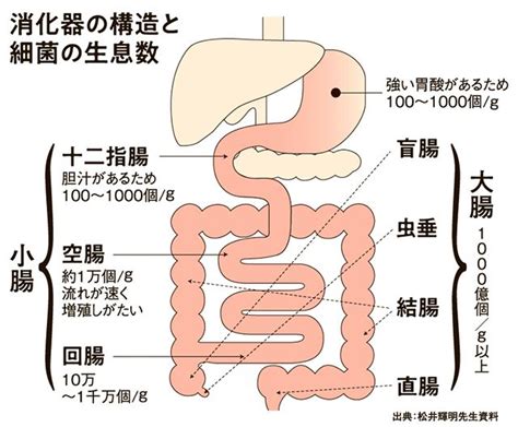 大腸と小腸の働きは違う？腸のメカニズムを知ろう 朝日新聞reライフプロジェクト 看護ノート 生理学 医学