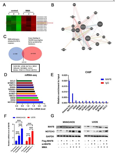 Figure 4 From Cellular Senescence Driven Transcriptional Reprogramming