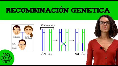 Meiosis Qu Es La Recombinaci N Gen Tica Youtube