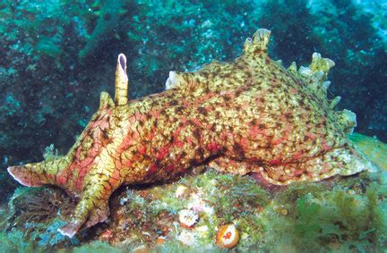 The Fascinating “Bunny Slug”: The California Brown Sea Hare ...