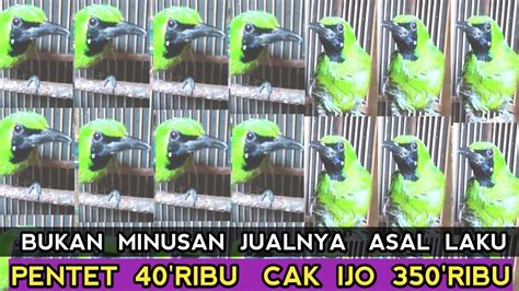 Kios Apa Hutan Cak Ijo Jtn Dijual Ribu Pentet Ribu Kios Burung