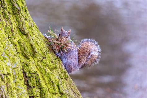 Is it Possible to Relocate a Squirrel Nest? - Squirrelcontrol.ca