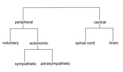 Biology Chapter 16 Structure Nervous System Flashcards Quizlet