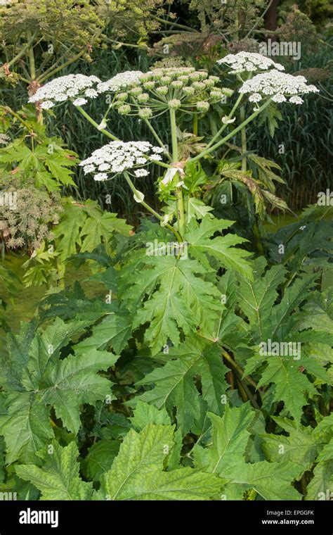 Giant Hogweed Giant Cow Parsnip Riesen B Renklau Riesenb Renklau