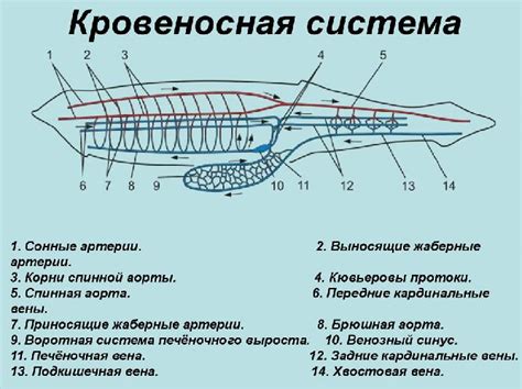 Рассмотрите схему строения кровеносной системы пчелы имеют ли пчелы ...