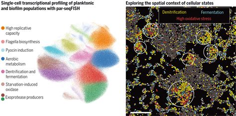 科学家开发一种新型微生物群体单细胞分辨率高通量空间转录组分析技术 专区 生物谷