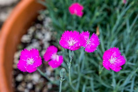 Perennial Dianthus Plant Care And Growing Guide