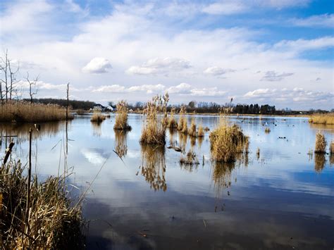 Bildet Landskap Hav Tre Natur Myr Vinter Sky Himmel B T