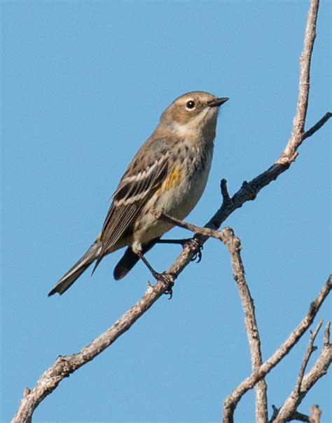 Warblers in Florida - Help Me Identify a North American Bird - Whatbird ...