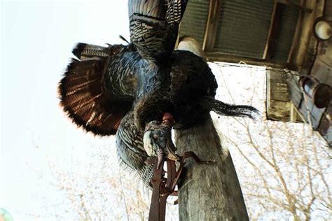 Prepare Now For Turkey Season Heartland Lodge