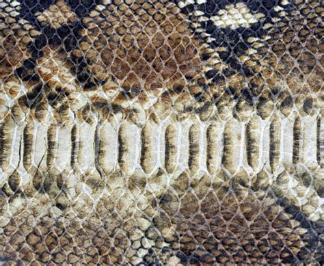 Fondo De La Piel De Serpiente Foto De Archivo Imagen De Reptil