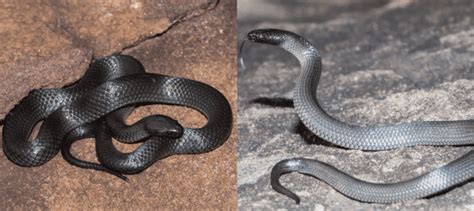 30 COMMON Snakes Found in Australia! (2023) - Bird Watching HQ