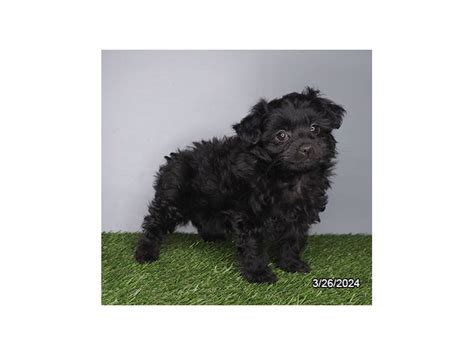 Puppies For Sale Petland Hilliard Ohio