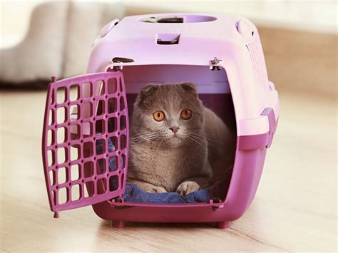 Cat Carriers With Wheels - Ideas on Foter