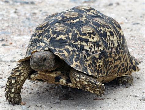 Prix Tortue Hermann Adulte Le Monde Des Reptiles