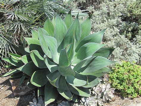 Foxtail Agave - Gothic Landscape, Inc