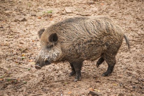 Wild Boar Adult Male In Mud Hole Stock Image Image Of Wild Large