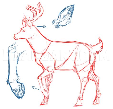 How To Draw Deer Drawing Deer Step By Step Drawing Guide By Mauacheron Artofit