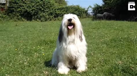 Nala Un Terrier Tibetano Naci Para Ser Perro Pastor Pero Su Aspecto