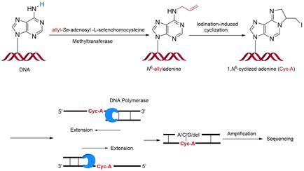 A Mutationbased Method For Pinpointing A Dna N Methyladenine