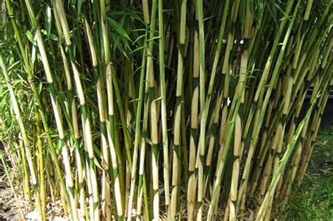 Fargesia Bamboo Plants Hardy And Non Invasive