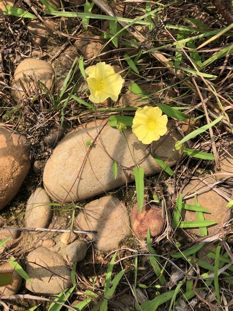 Merremia Hirta In September By Jody Hsieh Inaturalist