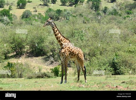 Masai Giraffe Maasai Giraffe Massai Giraffe Giraffa Camelopardalis