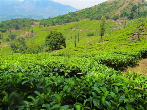 Beautiful Tea Plantation In Wayanad Meppadi Stock Photo Image Of