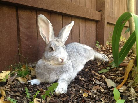 Chinchilla Rabbit Mix