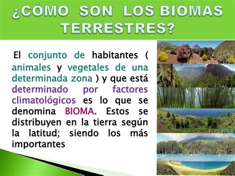 Tipos De Biomas Terrestres Caracteristicas Ejemplos Y Fotos Images Images