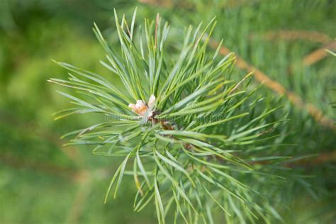 Detailed View of a Branch of Scots Pine Needles. Stock Image - Image of ...