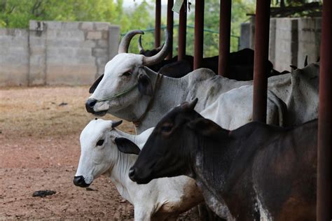 Goshala Cow Protection