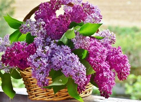 Lilac Flower Meaning And Symbolism Symbol Sage