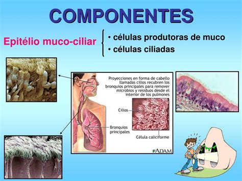 Ppt Sistema RespiratÓrio Powerpoint Presentation Free Download Id