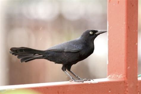 Greater Antillean Grackle Birdfinding Info