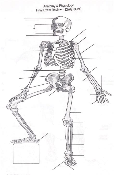 Anatomy Final Exam Review Diagrams Diagram Quizlet