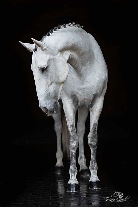 Black Lusitano Horse