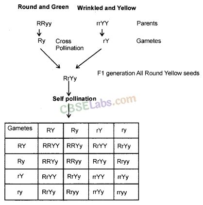 Heredity Biology