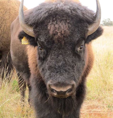 Bison History - Sandy Valley Bison