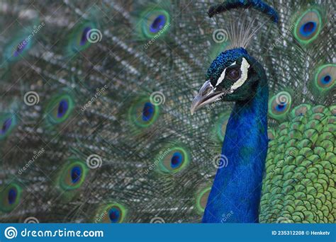 Portrait Of Beautiful Peacock With Feathers Out Stock Photo Image Of