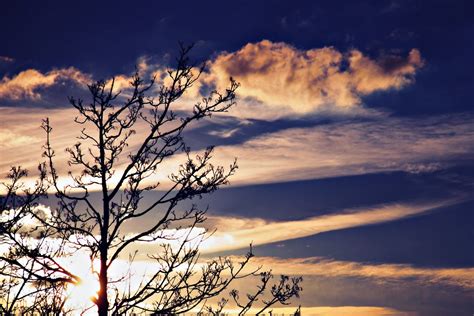 Free Images Tree Horizon Silhouette Cloud Sunrise Sunset