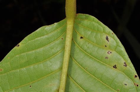 Uvaria Valderramensis Annonaceae Image 143111 At PhytoImages Siu Edu