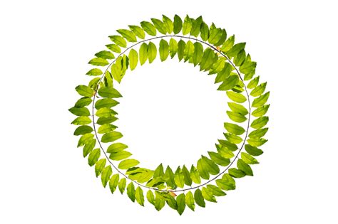 Leaf Vine Circle Isolate On Transparent Background PNG File 19039286 PNG