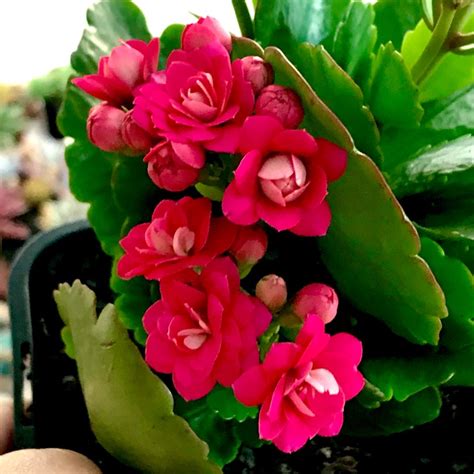 Kalanchoe Blossfeldiana Pink Queen Kalanchoe Pink Queen Uploaded