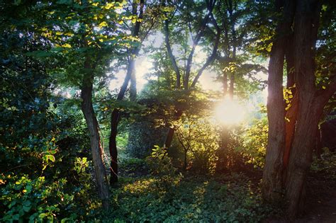 Backlight Forest Summer Sunlight Trees K Wallpaper