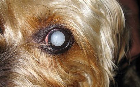 Pourquoi Mon Chien A T Il Les Yeux Blancs Nos Amis Les Animaux