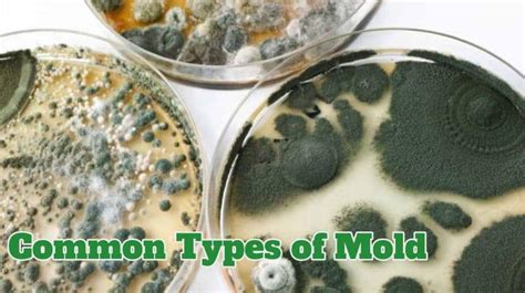 Types of Mold - Mold Guide 101