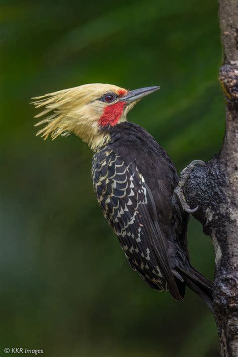 Brazilian woodpeckers | Backcountry Gallery Photography Forums