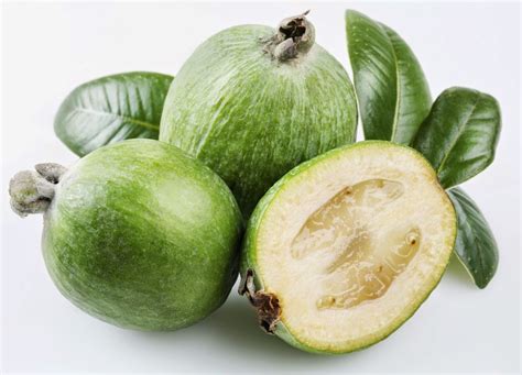 Acca Sellowiana Feijoa Pineapple Guava Guavasteen Goyavier Du Brésil Ouriques Farm